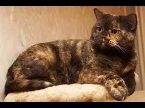 what kind of cats?#TortoiseshellCats #TortishellCats #CatsWithTortoiseshellMask #CatsWithSpots