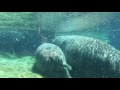 Hippos San Diego Zoo