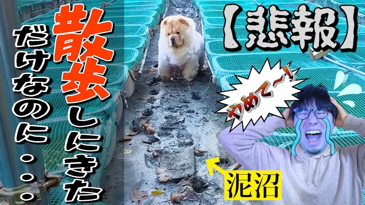 【悲報】どんくさい犬と散歩に行ったらまさかの結果に...【チャウチャウ】