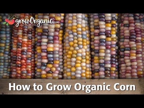 , title : 'How to Grow Corn Organically'