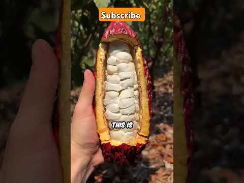 Camre roll #chocolate #food #ad #foodie #icecream #guinnessworldrecord #funny