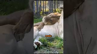 Os Animais Com as Vidas Amorosas Mais Cruéis da Natureza #curiosidades #bichos #animais