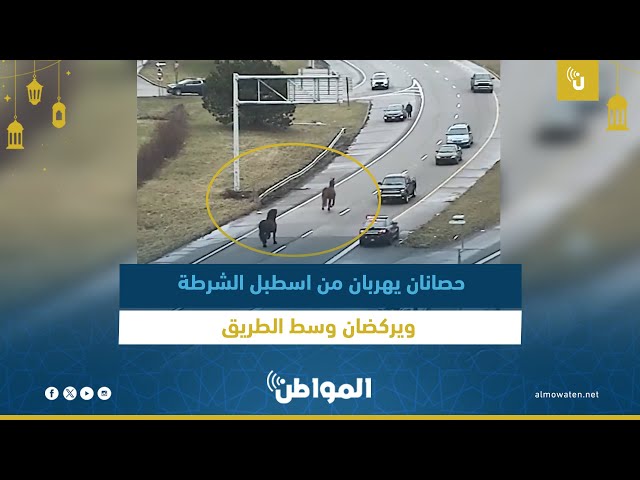 حصانان يهربان من إسطبل الشرطة ويركضان وسط الطريق