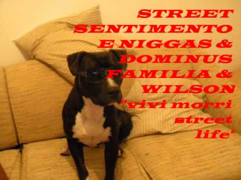 Street SeNtimento e Niggas (hnthugs)  ..DOMINUS FAMILiA...WILSON..." VIVI MORRI STREET LIFE"