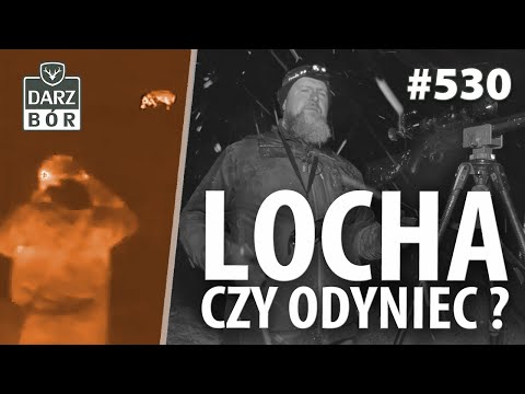 Darz Bór odc 530 . Drapieżniki, dzikie dylematy i Primos APEX.