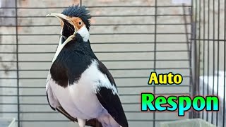 Download lagu Pancingan Jalak Suren Auto RESPON Full Variasi OCEHAN - Masteran Suara Burung Jalak Gacor Full Isian mp3