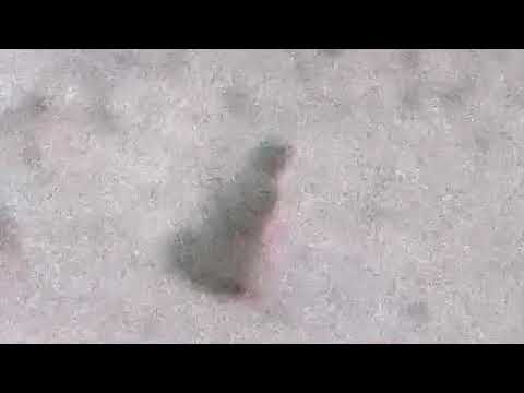 136. Deergod Instagram Video - They Say Its Just Seasonal EP [01.02.2020]