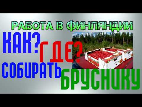 Seasonal work in Finland-cranberries