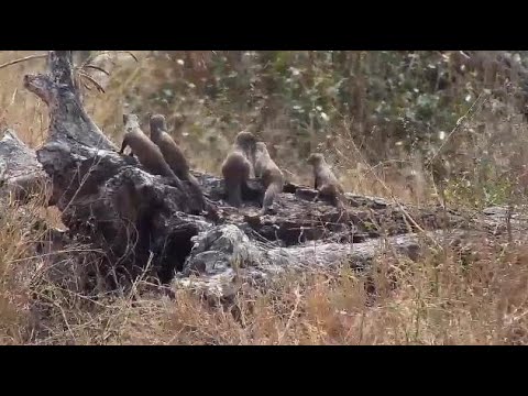Djuma: Dwarf Mongoose group running around-Pt:1 - 11:38 - 08/29/20