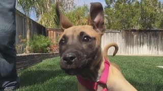 Puppies Running Into Cameras Compilation