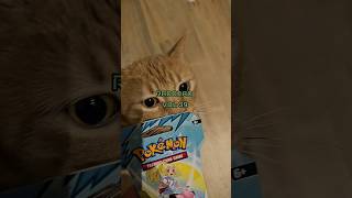 RADOJAD Vol 39. #pokemon #pokemoncards #pokemontcg #pokemoncards #pokemonchannel #cat
