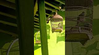 Download lagu Perkutut LOKAL VS KROSSING, #perkutut #burung #klangenan mp3