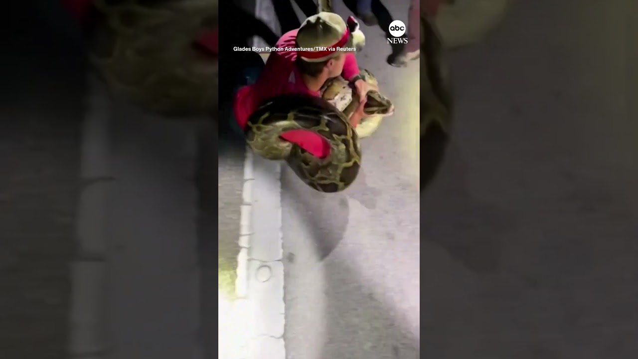 19-foot Burmese python caught in Florida | ABC News