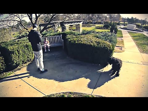 The Adventures of Rasta Bowwow - Episode 3679 - 12 05 2023