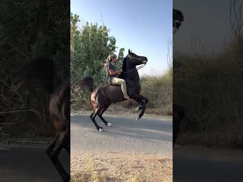 دهم الخيل ملوكها