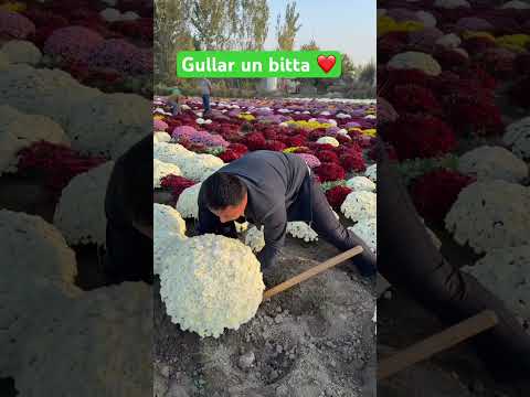 Gullar un bitta layk❤️ #shortvideo #shorts #short #like  #uzb #gullar #flowers #nature #like #music