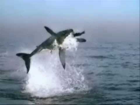 kris menace fairlight nature video