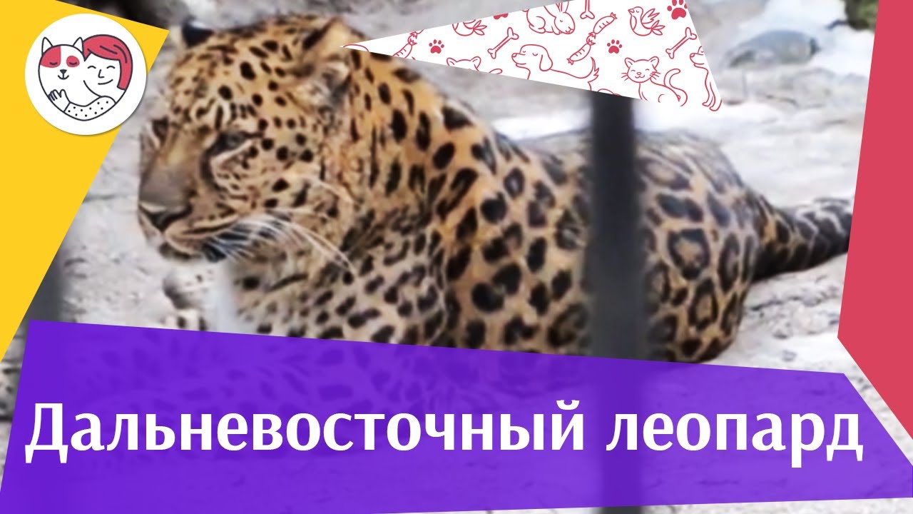 Дальневосточный леопард Образ жизни на ilikepet