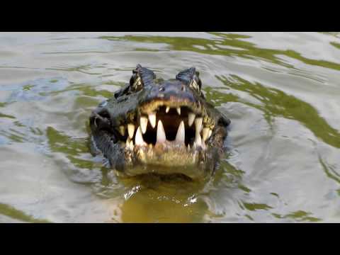 Jacaré devora piranha - Pantanal