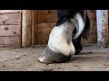 RINGBONE Farrier Treatment