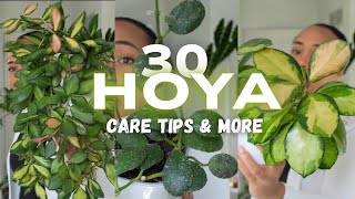 30 HOYA 30 Days- Series Recap & EVEN MORE care tips