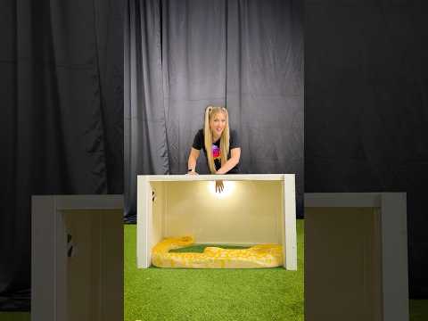 Can You Guess the Animal? 🐍🦁