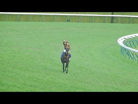 競馬2017 第42回エリザベス女王杯/モズカッチャンがやっと勝った　レース現地映像(2017.11.12)