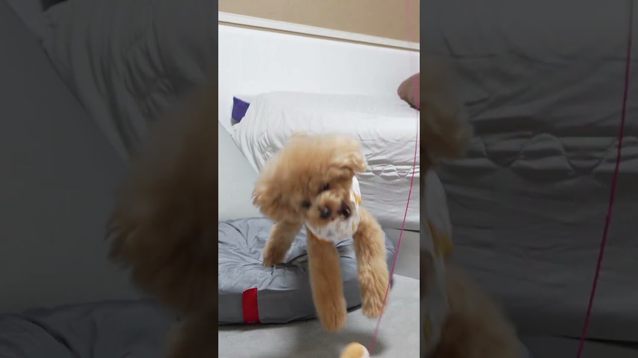 犬じゃらしｗ #Shorts