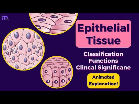 Epithelial tissue | Classification | Functions | Clinical Significance | Histology | Animated