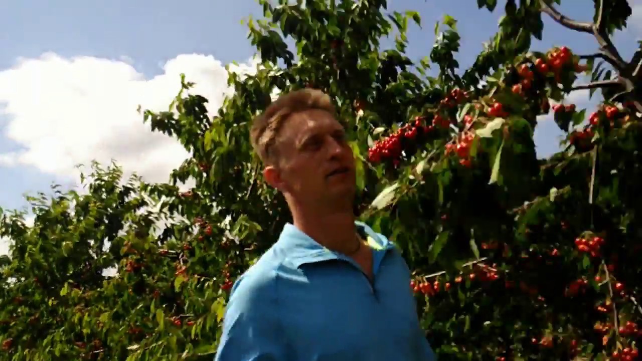 Сад Черешни На ВСЛ-2. Гиперурожай