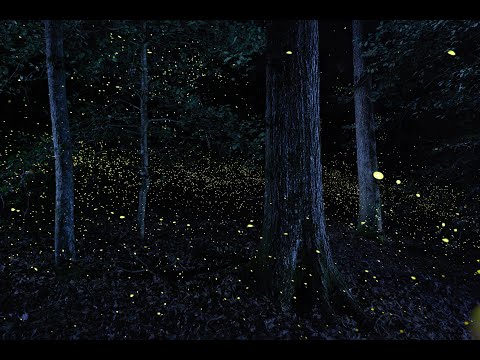 Photuris - Synchronous Fireflies of Congaree National Park