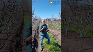 VIDEO PAUTA DE PODA DE FORMACIÓN NIMBA cv. SOBRE COLT, PLANTACIÓN AÑO 2021