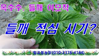 강원도 찰옥수수와 들깨 이모작 방법-들깨적심해주기