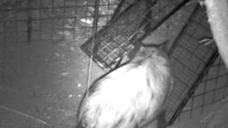 Tractor supply hog trapping gate