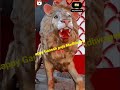 Happy Ganesh Puja Chaturthi Madhwapur Ganeshchaturthi Like Comment Shree Rockstar Manoj
