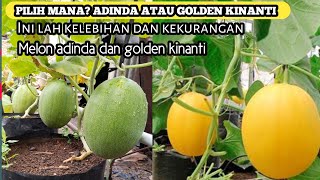 Download lagu Perbedaan melon golden kinanti dan adinda di usia 55 HSt.mana yang lebih tahan jamur mp3