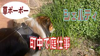 【シェルティ】町中で庭仕事【フランス田舎暮らし🇫🇷】#犬の散歩 #賢い犬 #犬のいる暮らし #マイペースな犬