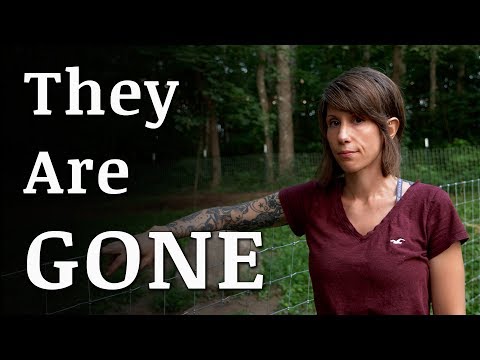 My Livestock MISTAKES – They Are Gone Video