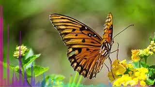 Butterflies - Peter Sandberg (Free music)