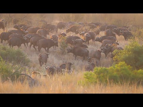 Lions Encounter Massive Herd of Buffalos - Kruger National Park South Africa