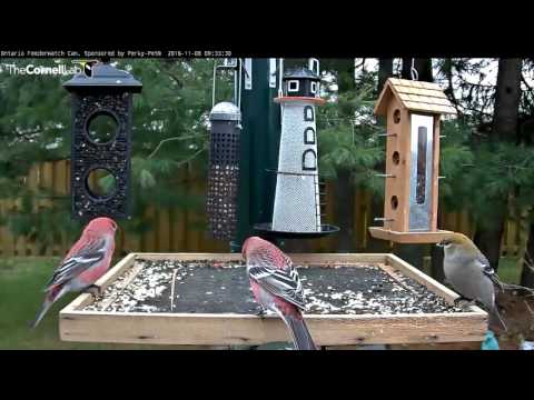 Pine Grosbeaks On Platform In Ontario - Nov. 8, 2016