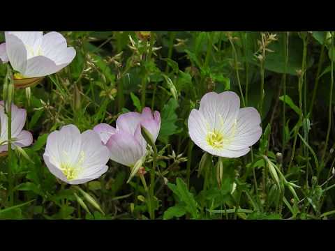 園芸 低木月見草、月見草