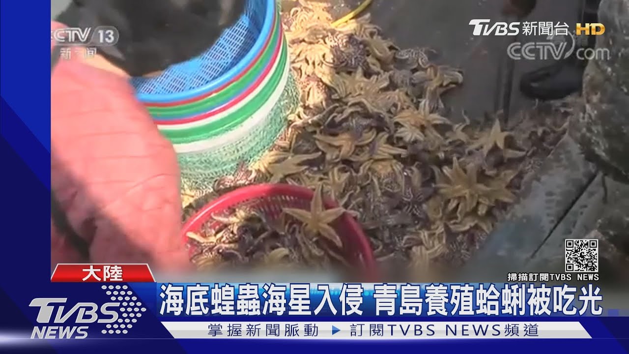 海底蝗蟲海星入侵 青島養殖蛤蜊被吃光