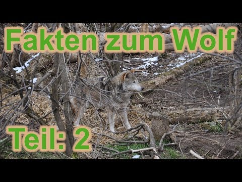 Fakten zum Wolf und dessen Rückkehr - Teil 2 / Wolf- und Bärenpark / Nature Trails
