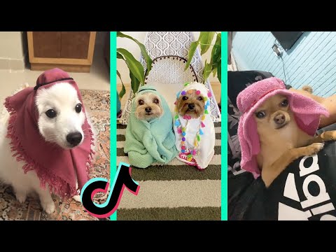 Arab dog meme tiktok compilation