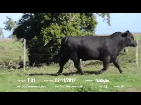 14º Remate Só Angus - Tradição. Tat.: T31