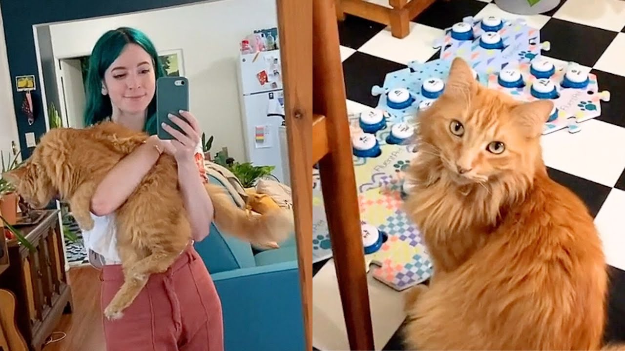 Talking Cat Warns Mom About Earthquake Before It Hits 😱