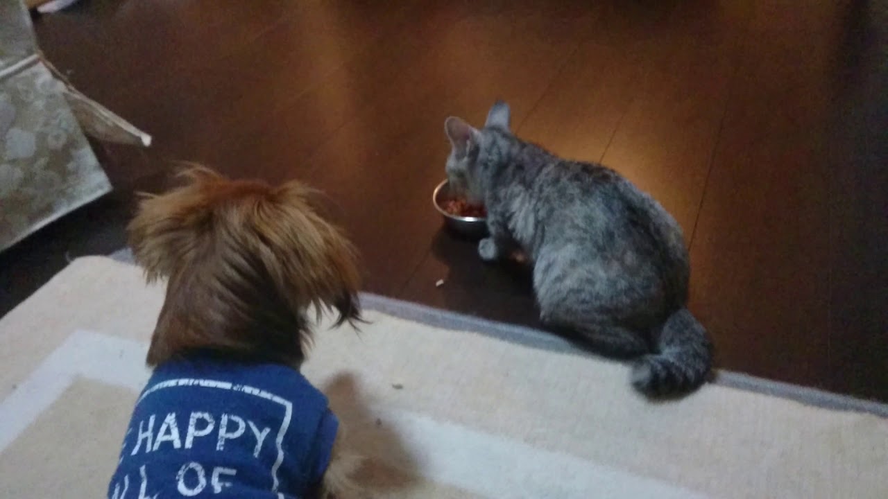 愛犬に猫パンチ炸裂～僕のご飯が・・