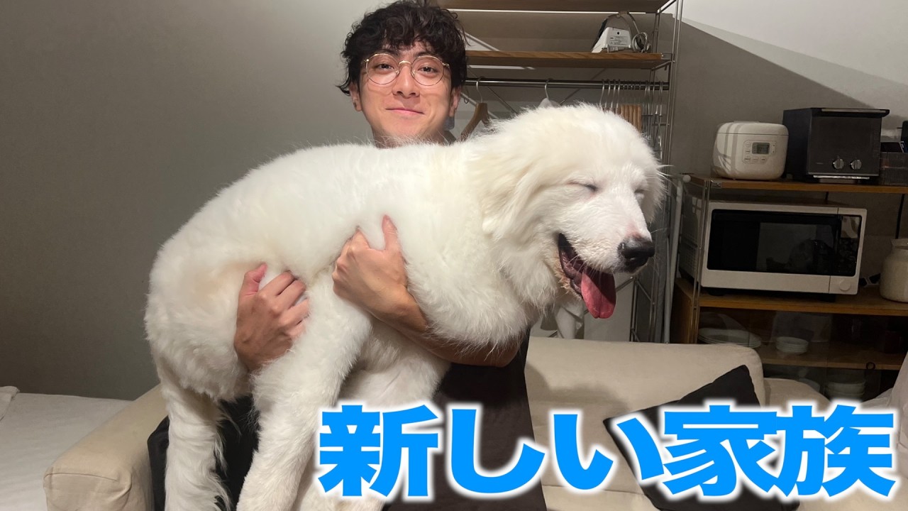 【新しい家族】まだ４ヶ月なのに狼犬ってこんなに大きく…？