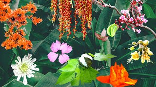 Download lagu 049 Ketawang Puspa Warna Illustrated mp3